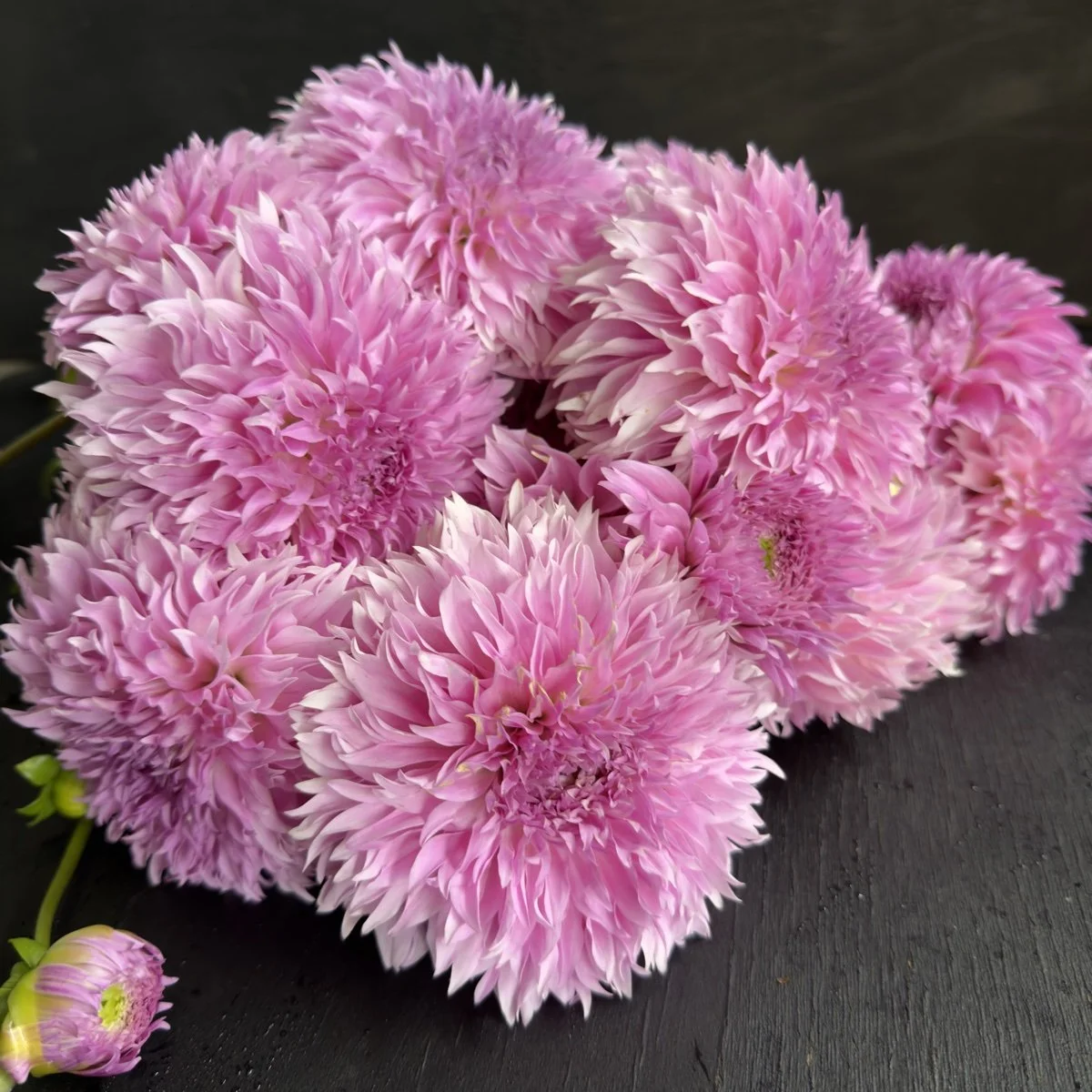 Dahlia+Lee’s+Lilac+Fizz.jpg?